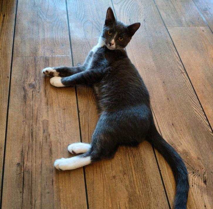 Kittens, Dieren en Toebehoren, Katten en Kittens | Overige Katten, Kortharig, Meerdere dieren, 0 tot 2 jaar