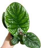 Alocasia lukiwan baby plantjes, Huis en Inrichting, Kamerplanten, Ophalen of Verzenden, Halfschaduw, Minder dan 100 cm