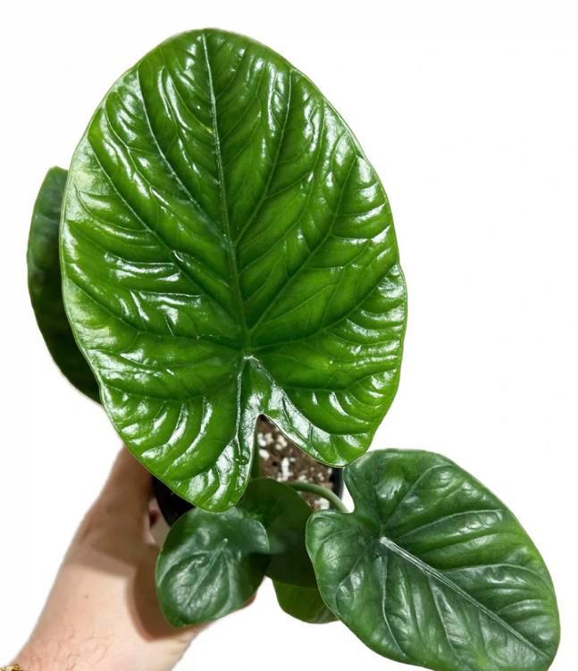 Alocasia lukiwan baby plantjes, Huis en Inrichting, Kamerplanten, Minder dan 100 cm, Halfschaduw, Ophalen of Verzenden