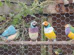 Gouldamadine BLAUW en split blauw., Dieren en Toebehoren, Vogels | Overige Vogels, Meerdere dieren, Tropenvogel, Geringd