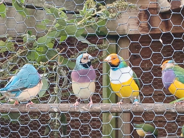 Gouldamadine BLAUW en split blauw., Dieren en Toebehoren, Vogels | Overige Vogels, Tropenvogel, Meerdere dieren, Geringd