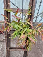 Rhipsalis Red Coral p14