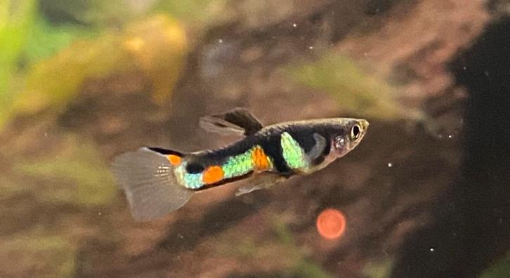 Endler El Tigre, Dieren en Toebehoren, Vissen | Aquariumvissen, Vis