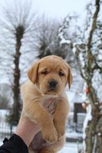 Te koop labrador redfox, Dieren en Toebehoren, Honden | Retrievers, Spaniëls en Waterhonden, Parvo, 8 tot 15 weken, Labrador retriever