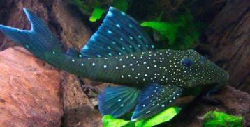 Eigen import L nummers, Bijzondere algeneters beschikbaar voor biedingen