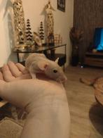 lieve gezonde fuzz dames en heren rittens beschikbaar, Dieren en Toebehoren, Knaagdieren, Rat, Augustus, Vrouwelijk, Tam