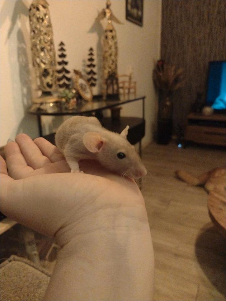 lieve gezonde fuzz dames en heren rittens beschikbaar, Dieren en Toebehoren, Knaagdieren, Vrouwelijk, Rat, Augustus, Tam