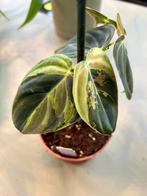 Philodendron Melanochrysum variegata P10 nr2, Overige soorten, In pot, Minder dan 100 cm, Groene kamerplant