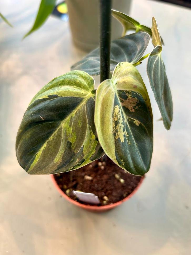 Philodendron Melanochrysum variegata P10 nr2, Huis en Inrichting, Kamerplanten, Overige soorten, Minder dan 100 cm, Groene kamerplant