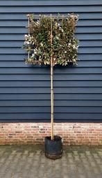 Leiboom Olijfwilg Elaeagnus 'Compacta'  🌿🌳, Tuin en Terras, Planten | Bomen, Ophalen, Volle zon, Overige soorten