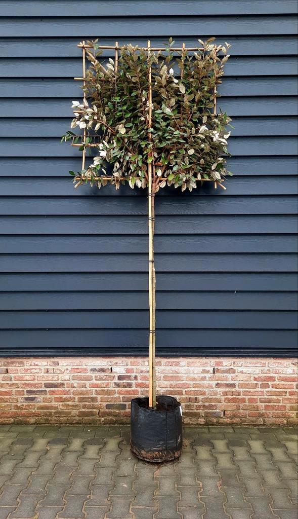 Leiboom Olijfwilg Elaeagnus 'Compacta'  🌿🌳, Tuin en Terras, Planten | Bomen, Overige soorten, Volle zon, Ophalen