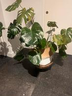 Grote Monstera Deliciosa plant eventueel met Mand, Huis en Inrichting, Kamerplanten, Ophalen, Overige soorten, Halfschaduw, In pot
