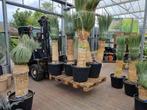 YUCCA ROSTRATA., Volle zon, Vaste plant, Zomer, Ophalen
