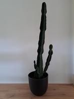 Cactus 132 hoog, Ophalen of Verzenden, Cactus, Volle zon