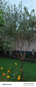Mooie Olijfboom te koop!, Bloeit niet, Ophalen of Verzenden, 100 tot 250 cm, Olijfboom