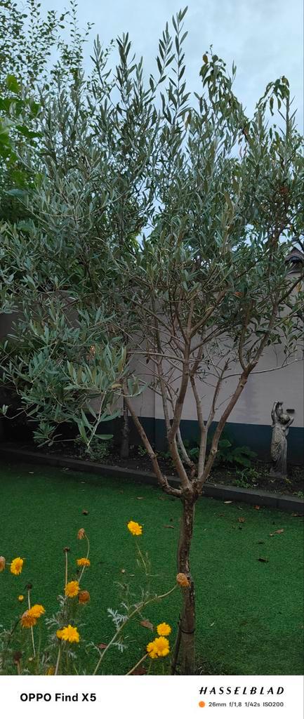 Mooie Olijfboom te koop!, Tuin en Terras, Planten | Bomen, Olijfboom, 100 tot 250 cm, Volle zon, Bloeit niet, In pot, Ophalen of Verzenden