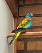 Splendid parkiet, Dieren en Toebehoren, Vogels | Parkieten en Papegaaien, Mannelijk, Parkiet, Geringd