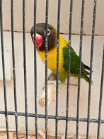 Prachtige brr agapornis personata wildkleur mannen en popjes, Dieren en Toebehoren, Meerdere dieren, Dwergpapegaai of Agapornis