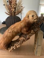 Opgezette Bunzing, Verzamelen, Ophalen of Verzenden, Zo goed als nieuw, Vogel, Opgezet dier