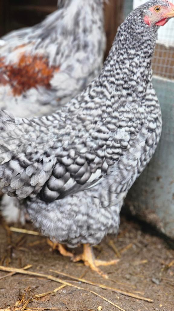 Amrock hennetje, 4mnd oud, Dieren en Toebehoren, Pluimvee, Kip, Vrouwelijk