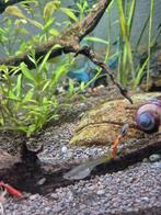 Baby guppy's gratis, Dieren en Toebehoren, Vis