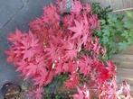 Japanse esdoorn, Tuin en Terras, Planten | Bomen, Ophalen, Bloeit niet, Halfschaduw, Overige soorten