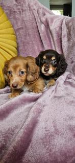 Langharige dwergteckel pups Dwerg teckel teckel, 8 tot 15 weken, Dwerg, Meerdere, Meerdere dieren