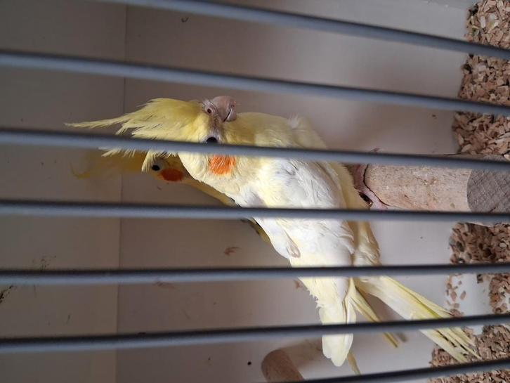 Vele soorten vogels en diervoeders zaterdag ochtend geopend, Dieren en Toebehoren, Vogels | Overige Vogels, Meerdere dieren