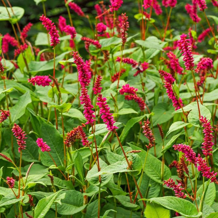 Bieden! Persicaria border. 5 meter lang en ruim meter breed, Tuin en Terras, Planten | Tuinplanten, Overige soorten, Volle zon