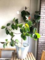 Kamerplant - Ficus Elastica Abidjan / rubber plant 150 x 150, Huis en Inrichting, Ophalen, Ficus, In pot, Minder dan 100 cm