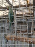 Halsbandparkieten, Dieren en Toebehoren, Vogels | Parkieten en Papegaaien, Meerdere dieren, Parkiet, Geringd