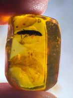 Birmees Amber (C2) met insluiting van Coleoptera kever., Verzenden, Fossiel