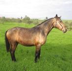 Lusitano crossbreed hengst 5 jaar te koop, Dieren en Toebehoren, Paarden, Zadelmak, Hengst, Minder dan 160 cm, 3 tot 6 jaar