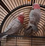 2 jonge rosé kaketoes, Dieren en Toebehoren, Vogels | Parkieten en Papegaaien, Meerdere dieren, Papegaai, Geringd