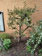 fruitbomen, Ophalen, Lente, Volle zon, Perenboom