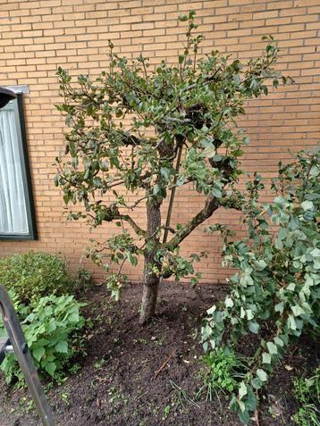 fruitbomen beschikbaar voor biedingen
