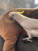 Kakketoe geelkuif Groot, Dieren en Toebehoren, Mannelijk, Papegaai, Pratend