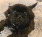Zeer mooie , super speelse kleine boomer pups., Dieren en Toebehoren, Honden | Chihuahua's en Gezelschapshonden, Overige rassen