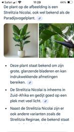 Strelitzia Nicolai plant in grote mand, Overige soorten, In pot, 150 tot 200 cm, Groene kamerplant