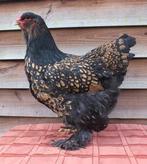 Gezocht: brahma kuikens goud zwart gezoomd, Dieren en Toebehoren, Pluimvee, Vrouwelijk, Kip