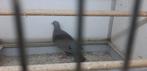 oor vlek duif doffers, Mannelijk, Tropenvogel, Geringd
