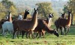 op zoek naar lama's, Dieren en Toebehoren, Schapen, Geiten en Varkens, Meerdere dieren, Geit
