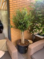 Olijfboom, Tuin en Terras, Planten | Bomen, Bloeit niet, 100 tot 250 cm, Olijfboom, Ophalen