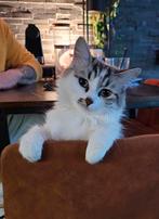 Ragdoll, Dieren en Toebehoren, Katten en Kittens | Raskatten | Langhaar, Poes, Gechipt, 3 tot 5 jaar