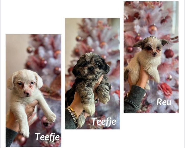 Mogen het nest verlaten. Boomer pups reu teef wit bont merle, Dieren en Toebehoren, Honden | Chihuahua's en Gezelschapshonden