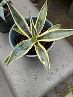 Agave blont, Ophalen, Bloeit niet, Overige soorten, Volle zon