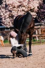 Knappe vier jarige KWPN dressuur ruin • met enige spoed 🩷, Dieren en Toebehoren, Paarden, Ruin, Dressuurpaard