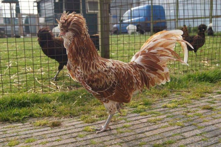 Broedeieren Goud/zwart en geel/wit gezoomde BAARDKUIFHOEN., Dieren en Toebehoren, Pluimvee, Kip, Geslacht onbekend