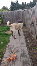 Kangal tukse herderhond super lief.., Dieren en Toebehoren, Honden | Niet-rashonden, Reu, 1 tot 2 jaar, Eén hond, Nederland