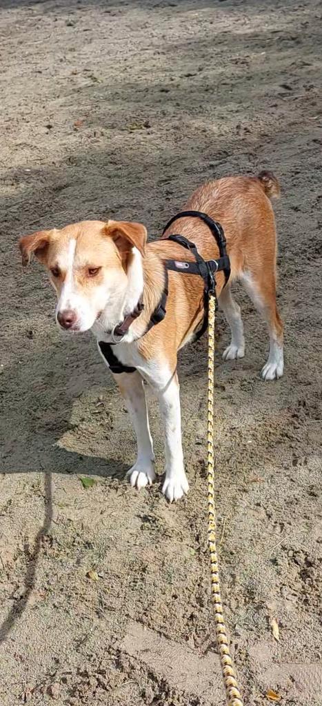 Lucky zoekt een baasje, Dieren en Toebehoren, Honden | Niet-rashonden, Groot, Teef, Handelaar, Eén hond, Buitenland, 1 tot 2 jaar